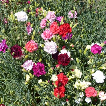 Dianthus caryophyllus Giant Chabaud Mixed - Garofano comune