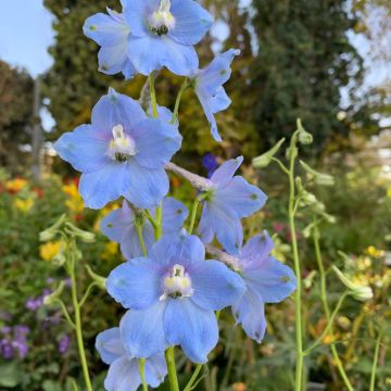 Delphinium grandiflorum Summer Blues - Speronella