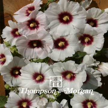 Alcea rosea Halo Blossom - Malvarosa