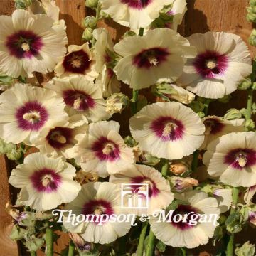Alcea rosea Halo Cream - Malvarosa