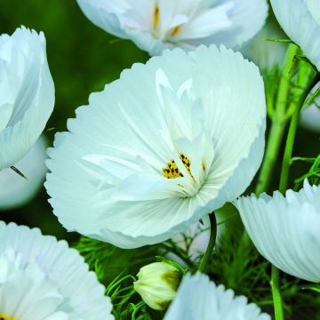 Cosmos Cupcakes White - Cosmea