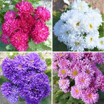 Astro della Cina Kleurentapijt - Callistephus