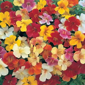 Mimulus Mystic Mixed