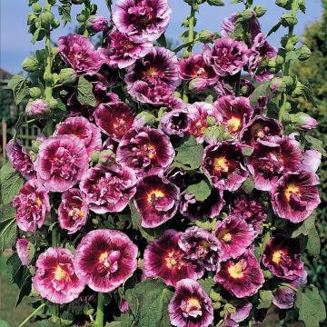 Alcea rosea Crème de cassis - Malvarosa