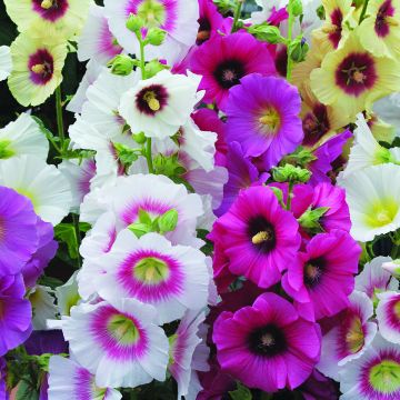 Alcea rosea Halo Mix - Malvarosa