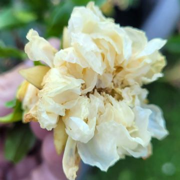 Punica granatum Alba Plena - Melograno