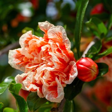 Punica granatum California Sunset - Melograno