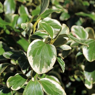 Griselinia littoralis Bantry Bay