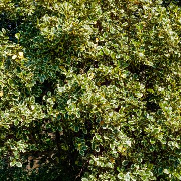 Griselinia littoralis Green Jewel