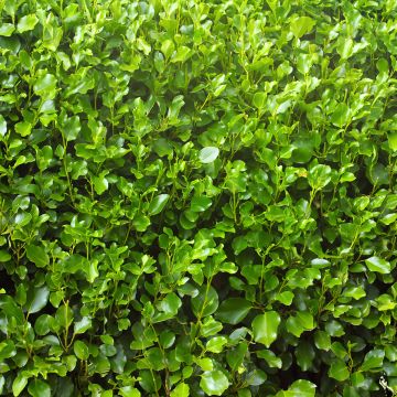Griselinia lucida