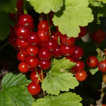 Ribes rosso Junifer