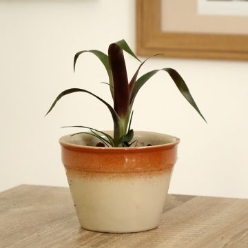 Guzmania Akabar