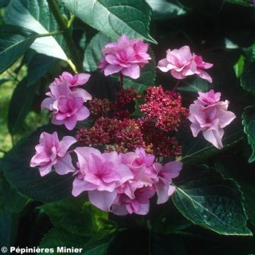 Hydrangea macrophylla Etoile Violette - Ortensia