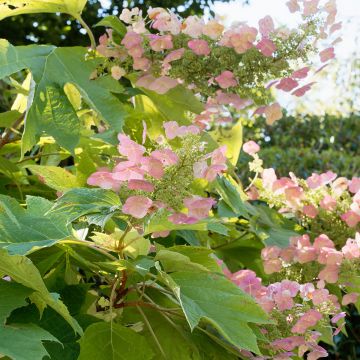 Hydrangea quercifolia Back Porch - Ortensia a foglie di quercia
