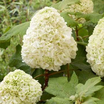 Hydrangea quercifolia Tara - Ortensia a foglie di quercia