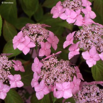 Hydrangea serrata Bleuet - Ortensia