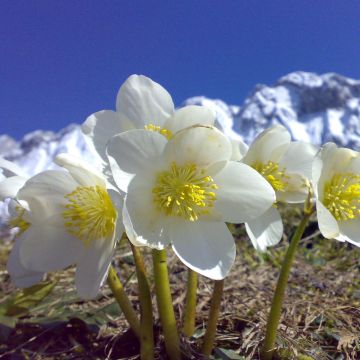 Helleborus niger Maximus - Rosa di natale
