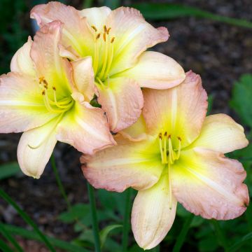 Hemerocallis Amy Stewart - Emerocallide