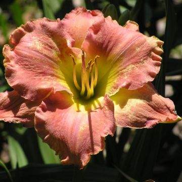 Hemerocallis Awash with Color - Emerocallide