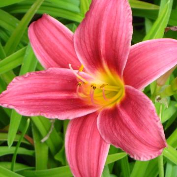 Hemerocallis Baby Betsy - Emerocallide
