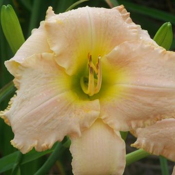 Hemerocallis Hemerocallis Bel Air Dawn - Emerocallide