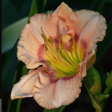 Hemerocallis Bette Davis Eyes - Emerocallide