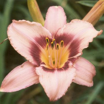 Hemerocallis Bishop Crest - Emerocallide