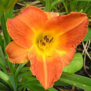 Hemerocallis Bittersweet Holiday - Emerocallide