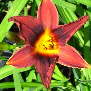 Hemerocallis Black Prince - Emerocallide