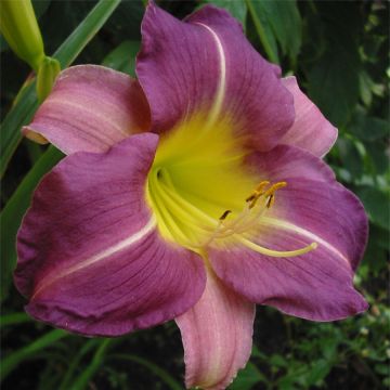 Hemerocallis Blue Sheen - Emerocallide
