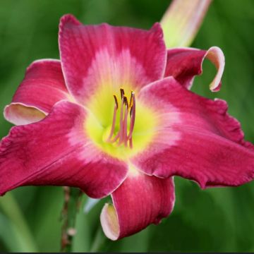 Hemerocallis Cameroons - Emerocallide