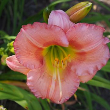 Hemerocallis Chorus Line - Emerocallide
