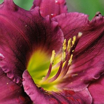Hemerocallis Cawley Crown - Emerocallide