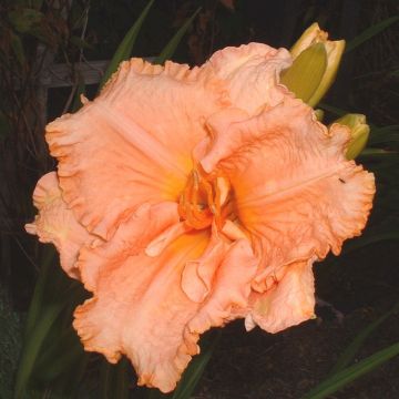 Hemerocallis Elisabeth Salter - Emerocallide