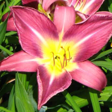 Hemerocallis Lavender Deal - Emerocallide