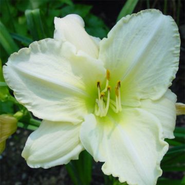 Hemerocallis Lime Frost - Emerocallide