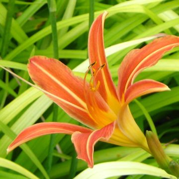 Hemerocallis Margaret Perry - Emerocallide