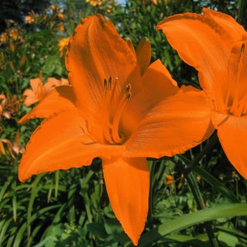 Hemerocallis Rainbow Gold - Emerocallide