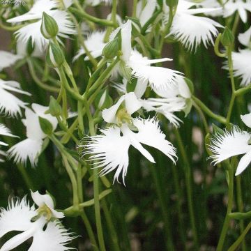Habenaria radiata Variegata - Orchidea Airone