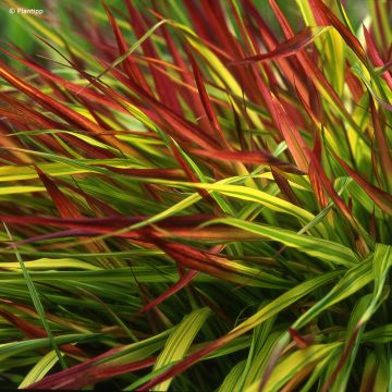 Hakonechloa macra Mulled Wine - Erba della foresta giapponese