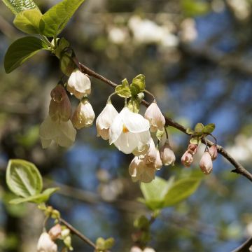Halesia carolina UConn Wedding Bells