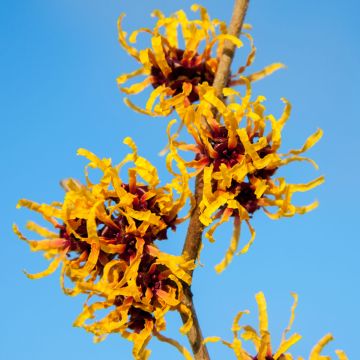 Hamamelis intermedia Orange Beauty - Amamelide