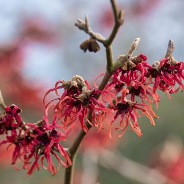 Hamamelis intermedia Ruby Glow - Amamelide