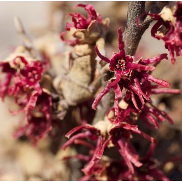 Hamamelis vernalis Amethyst - Amamelide