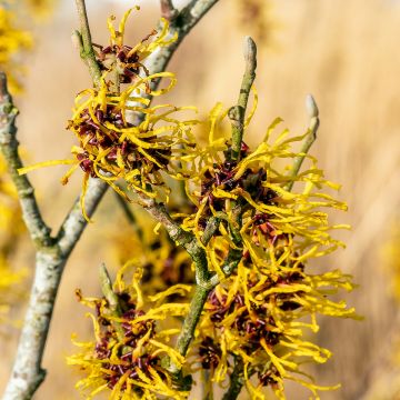 Hamamelis intermedia Barmstedt Gold - Amamelide