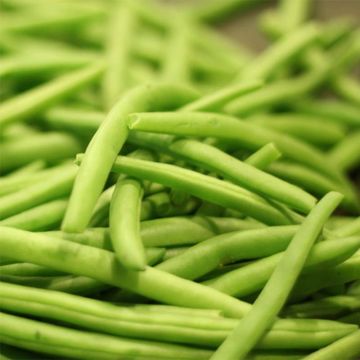 Fagiolo nano Soliman