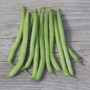 Fagiolo nano Speedy Bio - La Ferme de Sainte Marthe