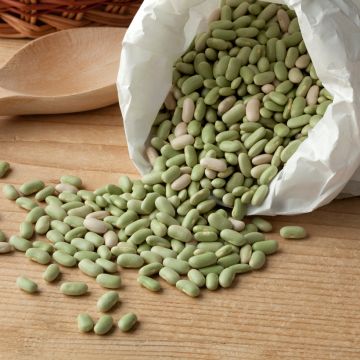 Fagiolo da sgranare Flageolet Chevrier vert