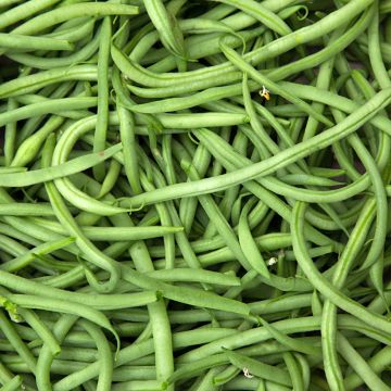 Fagiolo nano Divinel