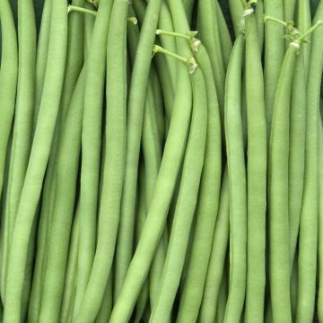 Fagiolo nano Satelit